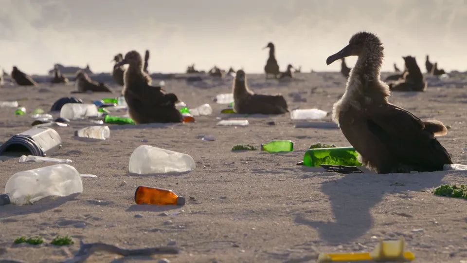 The Plastic Pollution Crisis on Laysan Island: Impacts on Wildlife, Oceans, and Solutions