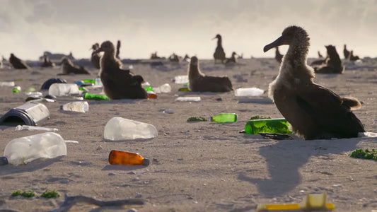 The Plastic Pollution Crisis on Laysan Island: Impacts on Wildlife, Oceans, and Solutions